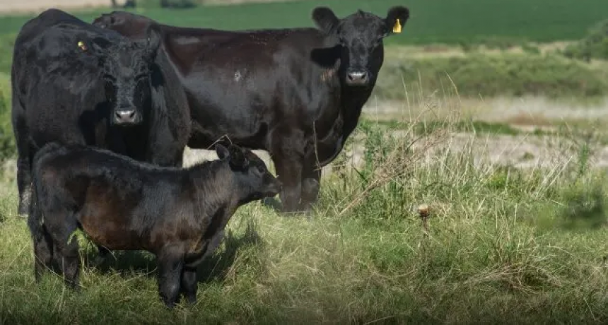 Los números para la cría siguen siendo buenos, pero la inflación comienza a pegar