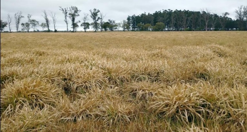 Buenas lluvias sólo en un sector del centro santafesino