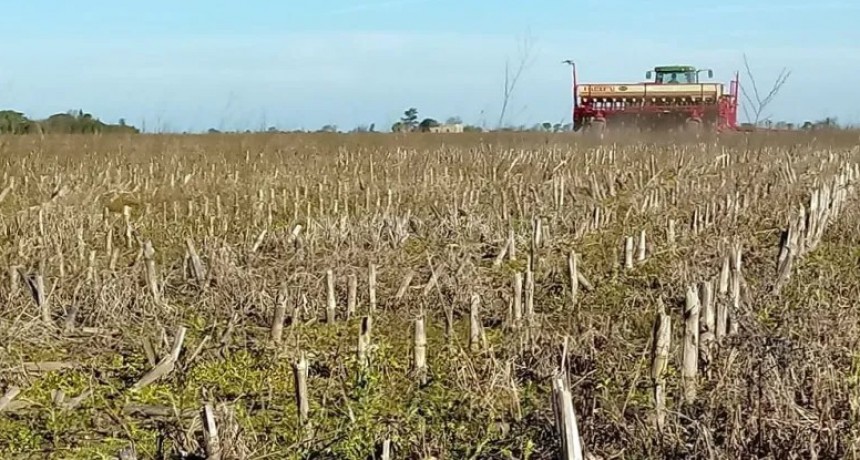 Esperan que se duplique el área triguera en el departamento San Martín