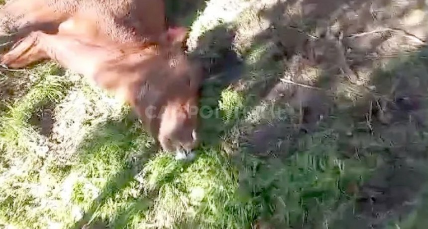 Serios daños causó una intoxicación con nitratos en el sur santafesino