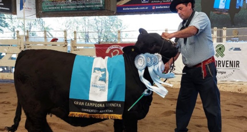 Pagaron $ 17.500.000 por el 50% de la Gran Campeona del Mundial Brangus en el remate de “El Porvenir”