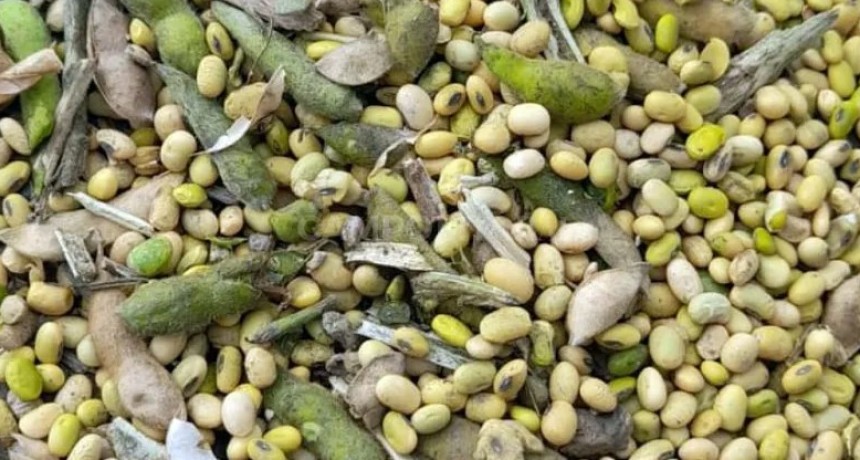 INTA sugiere pautas de manejo para evitar problemas con el grano verde de soja