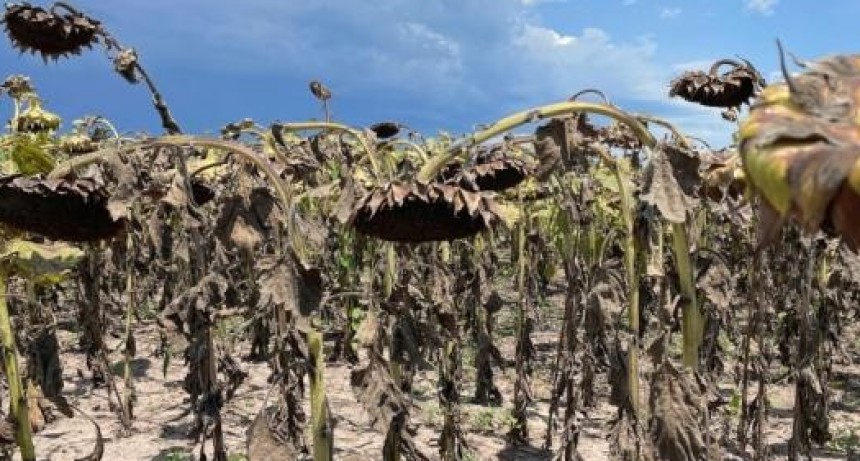 Por la sequía, Economía prorrogó la emergencia agropecuaria en Santa Fe
