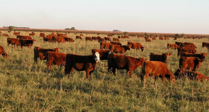 Destacan una importante caída en los pesos de faena