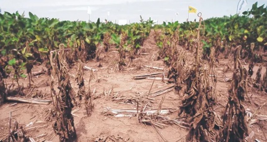 Secos pero sin deuda: destacan el bajo nivel de pasivo con bancos