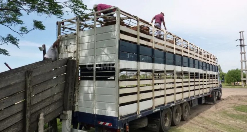 Ganaderos disgustados: consideran que Senasa los quiere usar para fiscalizar jaulas 