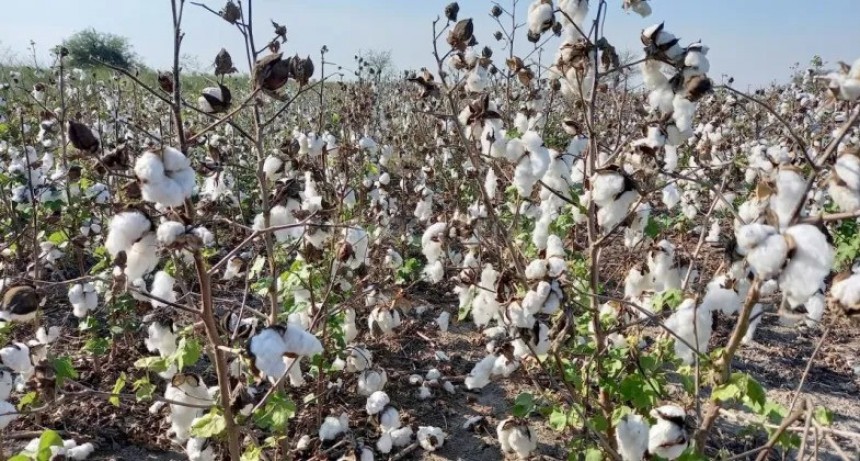 Mejoran los rindes de algodón en Santa Fe 