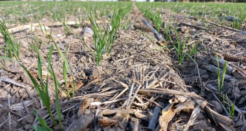 Siembra de trigo a full, aún 