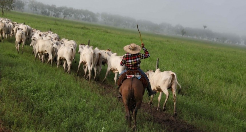 Murieron unos 3000 bovinos de frío en Brasil