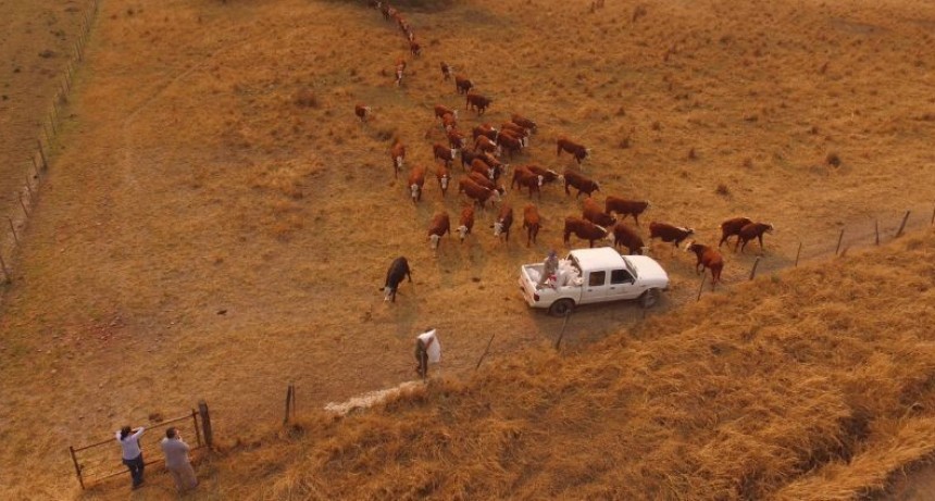 Chaco: desarrollaron un suplemento regulador para bovinos