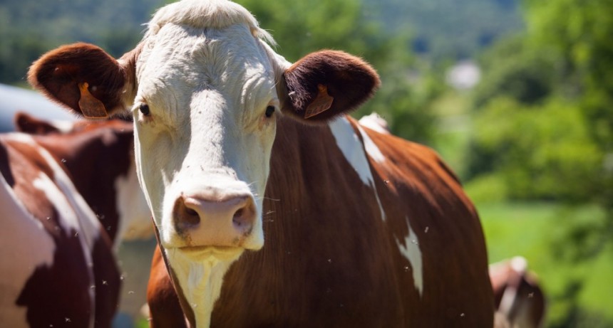 ¿Cuáles son los costos de la invernada ante un panorama complicado?