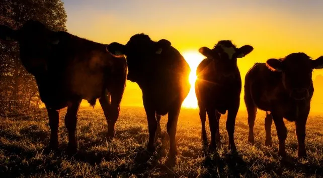 Ganadería: la caja de ahorro del campo