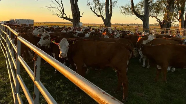 Aumenta la faena de novillos y las invernadas largas muestran los primeros resultados
