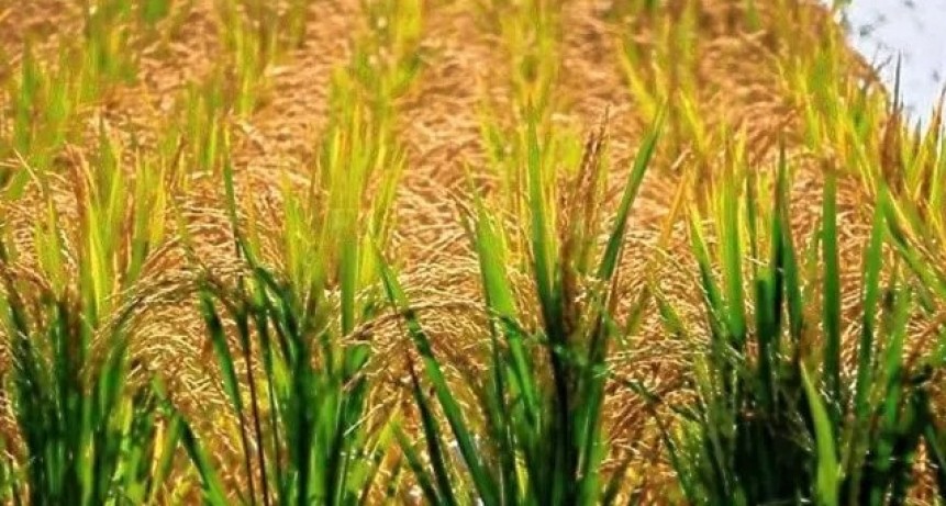 Santa Fe tiene el primer arroz doble carolina del país