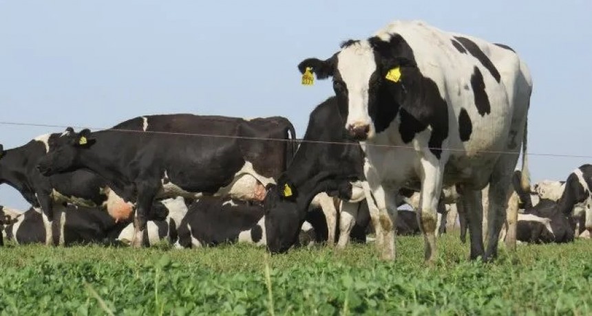 Santa Fe: la provincia con más vacas y tambos del país