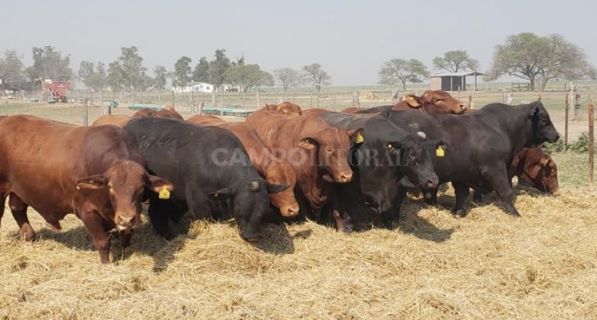 Capacitarán sobre genética bovina 