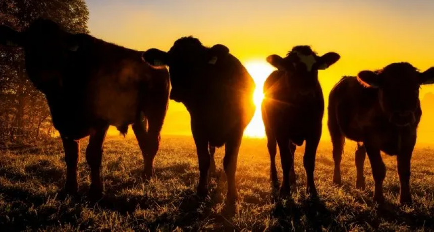 Ganadería: la caja de ahorro del campo