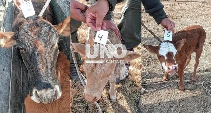 Se robaron 13 vacunos en camionetas 4 x 4 y los apresaron