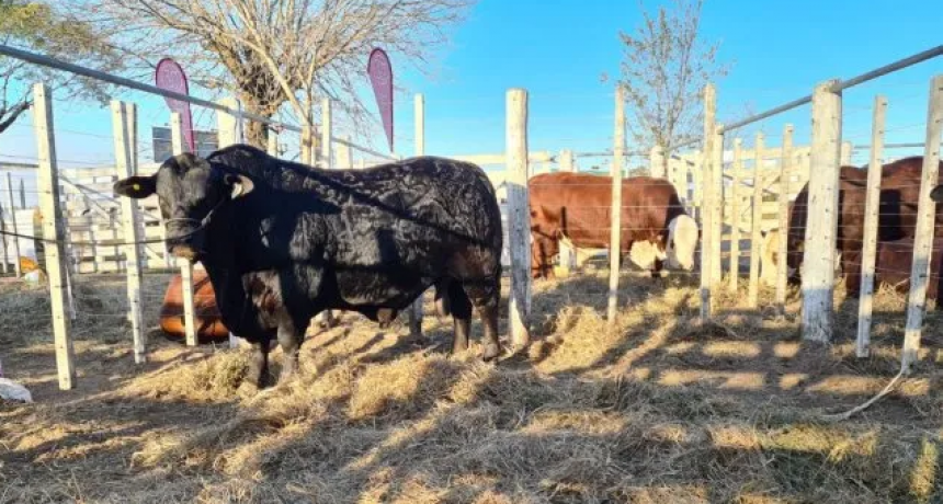 Los cabañeros santafesinos estuvieron de remate 
