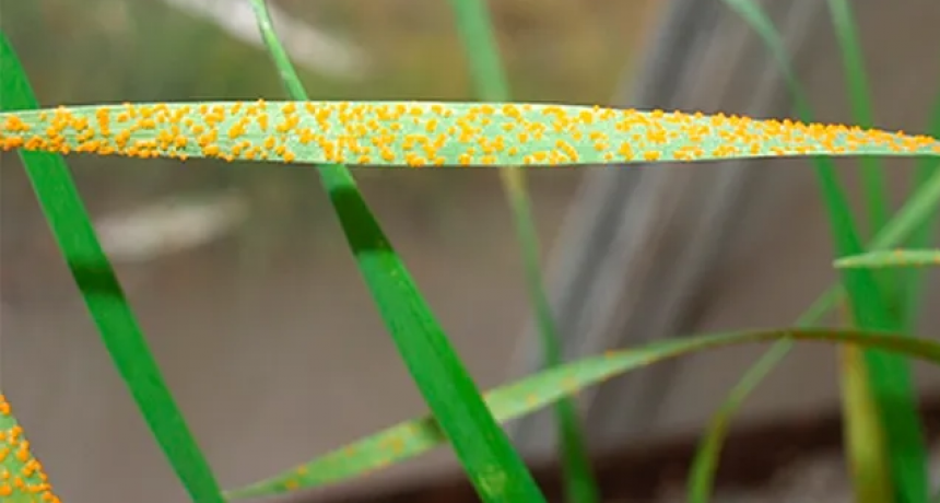 Cómo hacerle frente a la roya y la mancha amarilla en trigo