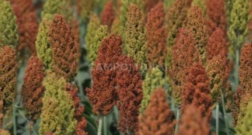 Sorgo: se espera una merma productiva cercana a las 500 mil toneladas 
