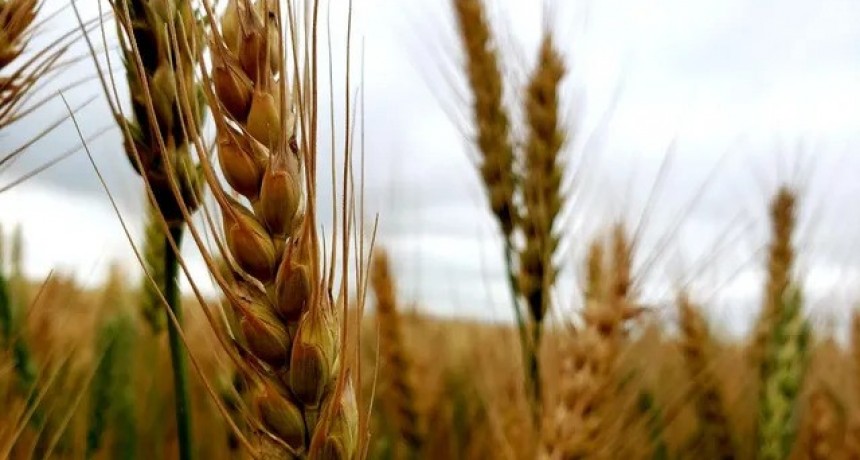 El área de trigo en la región núcleo se redujo 23% en esta campaña