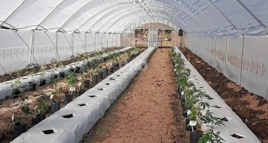 Cómo planea el gobierno garantizar la seguridad en las plantaciones de cannabis