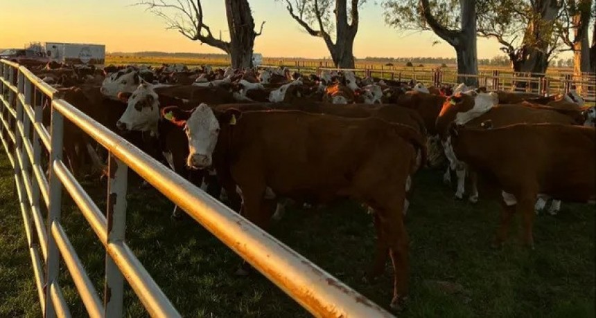 Aumenta la faena de novillos y las invernadas largas muestran los primeros resultados