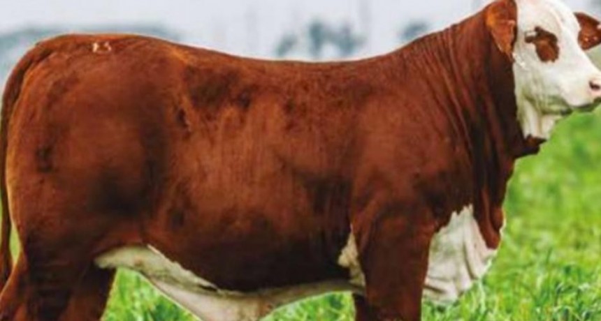 Pagaron un máximo de $9,5 millones Por una ternera de la raza Braford