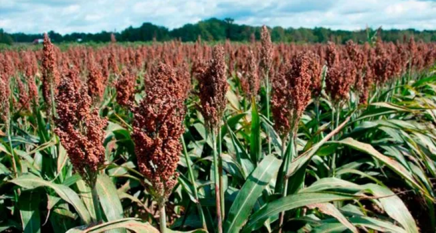Podio mundial: el Gran Rosario es el segundo mayor exportador de sorgo