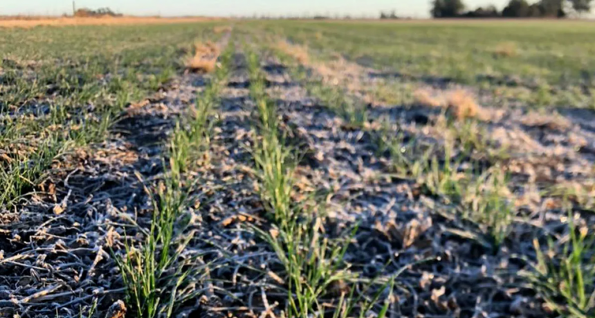 La siembra de trigo cae en un millón de hectáreas y la cosecha bajaría casi un 20%
