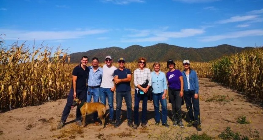 El maíz en los márgenes: sembrar menos para tener más producción 