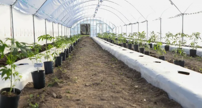 El cannabis medicinal ya se produce a campo en la provincia de Santa Fe