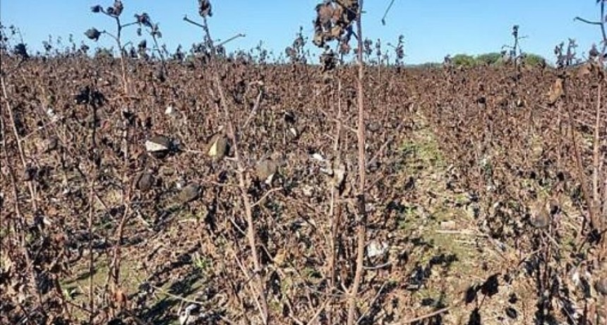  Algodón: falló la apuesta a una segunda floración