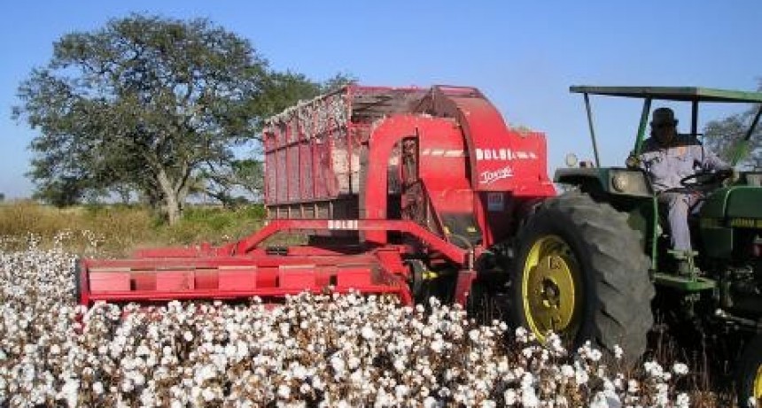 Se abrió la inscripción al Registro Nacional de Productores Algodoneros para acceder a asistencia financiera