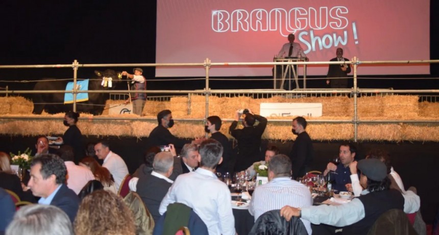 Exposición Rural de Palermo: se vendió en $15,8 millones el 50% de una ternera Brangus