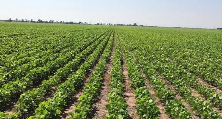 Finalizó la cosecha de soja tardía con rendimientos 