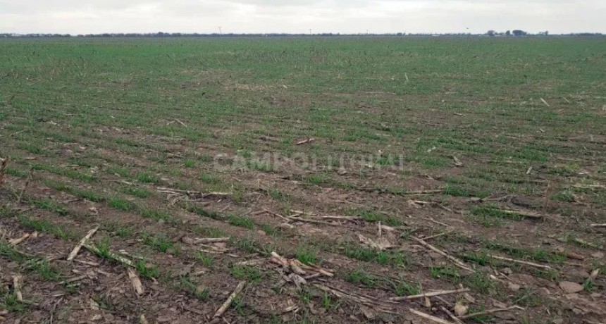 Con un máximo histórico de superficie sembrada, el trigo prospera en el centro norte santafesino 