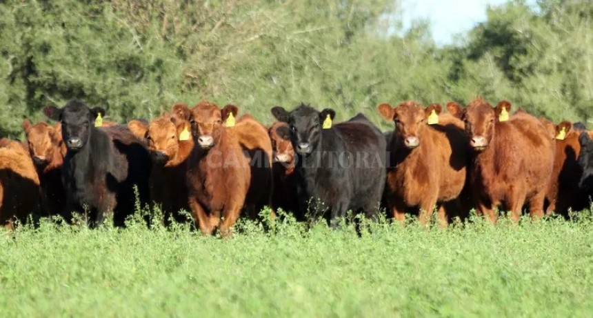  Día de la Ganadería nacional: pautas para garantizar el bienestar animal