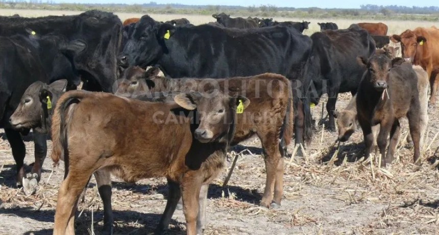 Con una suba de hasta 15%, comenzó la recuperación de la invernada