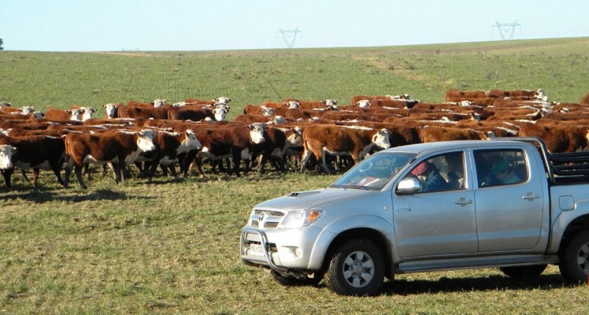 ¿Con cuántas hectáreas ganaderas podes comprar una pick-up?