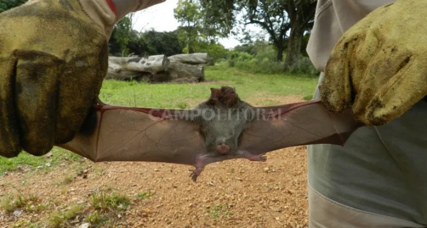 Rabia paresiante en Misiones: se confirmó el foco y Senasa dispuso medidas sanitarias  