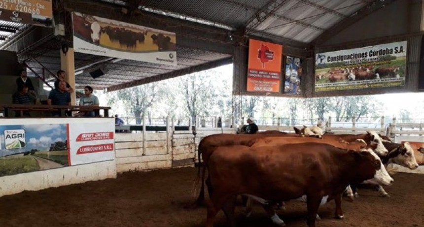 Precios ganaderos en Jesús María: altibajos para el novillo, subas para el ternero