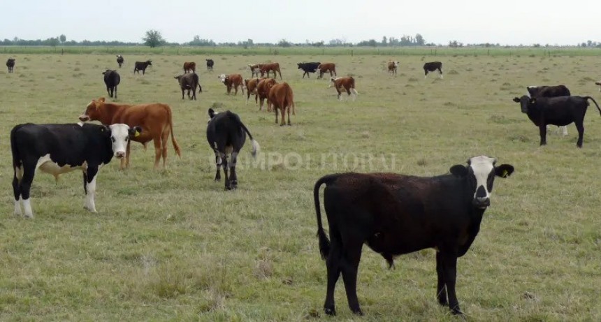  Empieza a normalizarse la relación ternero/gordo