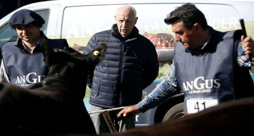 Lavagna llevó un lote de los mejores ejemplares de su cabaña para competir en la Expo Rural
