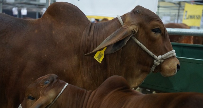 Gramajo, el productor de Brahman colorado que empezó con 2 vacas y hoy exporta embriones 