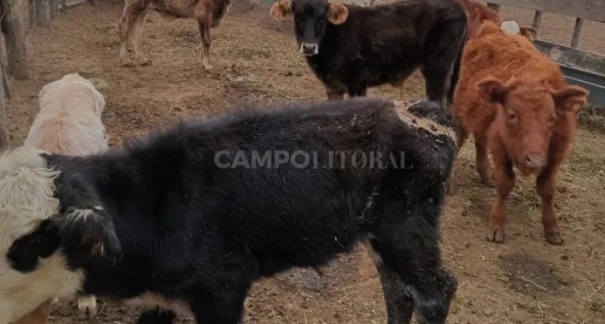  La agonía no tiene fin 