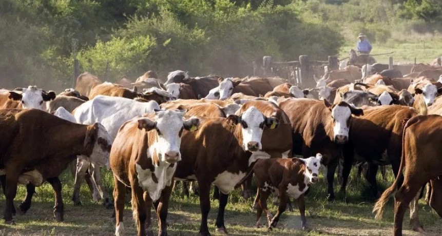  Manejo intensivo del destete para agregar valor y eficiencia en la cría