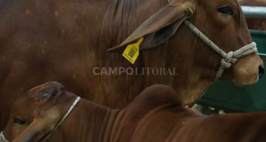  El Brahman colorado se viene con fuerza 