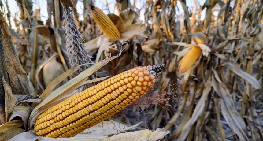 A pesar de mayores costos, las perspectivas del maíz en año Niño parecen más alentadoras